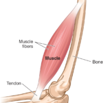 band of tissue connecting muscle and bone nyt