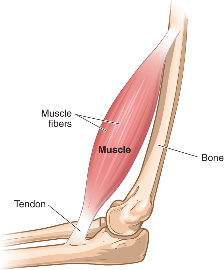 band of tissue connecting muscle and bone nyt